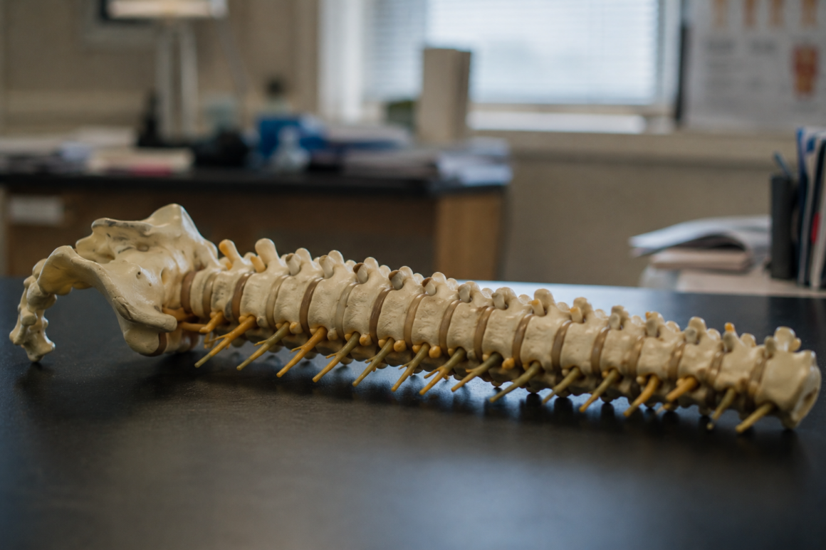 science model of a spinal cord on a desk