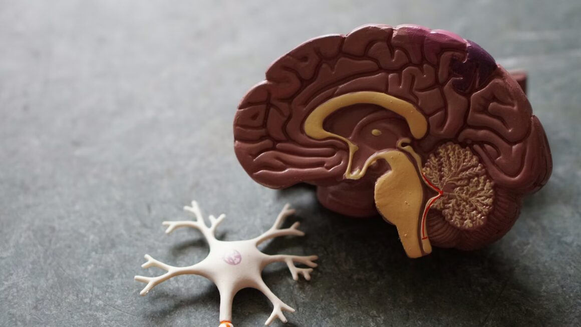 scientific brain model